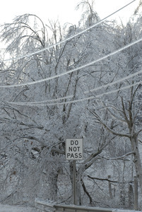 Trees, powerlines, and 'Do not pass' roadsign covered with ice