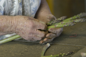 Hibbard Farm: close-up of a woman's hands while bunching asparagus