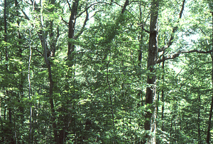 U.S. Dept. Interior Acid Rain, Acid Soils Study. Sugar maple site, mature forest trees.