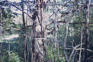 Sugar maple (Acer saccharum) west of carriage house where coachman's daughter had her photo taken in 1910s.