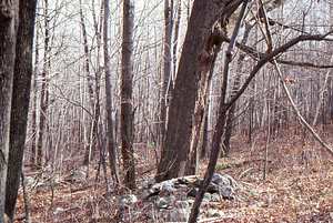 Northeastern portion of main strawberry-hay meadow stone wall in Moon Lot - Primmer Farm.
