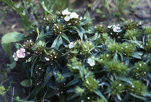Sweet-William (Dianthus barbatus) in the Buxton Gardens.