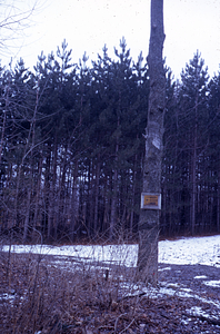 USFS Boundary sign and 1947 red pine plantation near the intersection of Northwest Hill Road and Bulkley St.