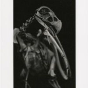 Digital print of eagle skeleton