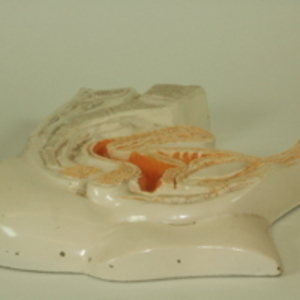 Replica of Dickinson-Belskie model of uterus fifteen days after birth, 1945-2007