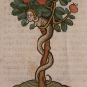 Serpent in a tree