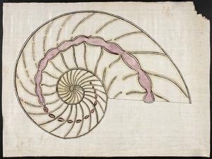 Orra White Hitchcock drawing of nautilus shell