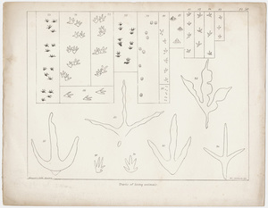 Orra White Hitchcock plate, "Tracks of living animals," 1841