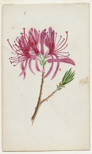 Watercolor drawing of cleome