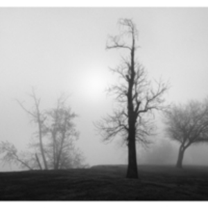 Trees and Fog, The Meadows