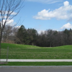 Grassy roadside