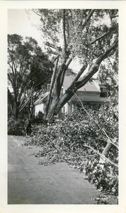 Destruction from the 1938 hurricane--tree on house