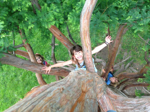 Town Common tree