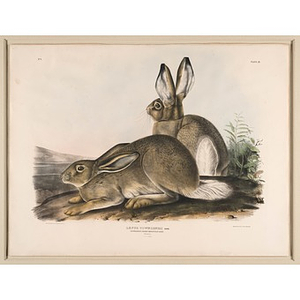 Townsend's Rocky Mountain Hare