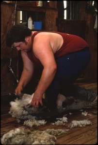 Man shearing a sheep