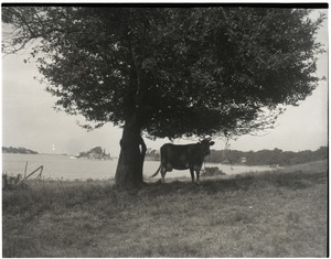 Cow standing under a spreading tree by the coast
