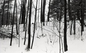 Snow-covered woods