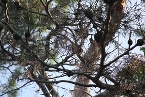 Pine galls and branches, Wellfleet Bay Wildlife Sanctuary