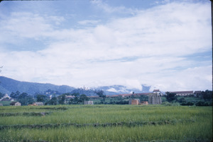 Rice fields in Kathmandu