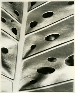 Palm leaf with holes