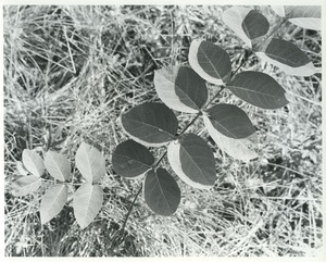 Paired leaves - paired shadows