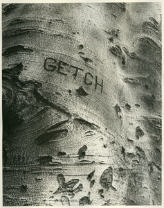 "Getch" on Hill House beech