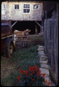 Jersey cow by the side of the barn, Montague Farm Commune
