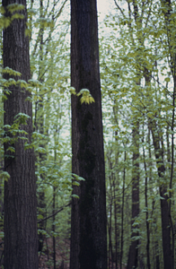 Moss distribution and stem-flow on trunk of red oak (Quercus rubra).