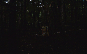 Paper birch regeneration study - Birch Strips. Forest in Moon Hollow west of birch strips. "Ugly seed trap."