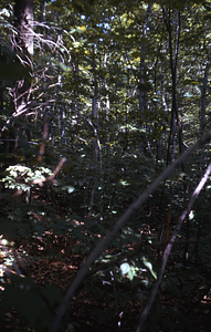 Beech in Permanent Plot 0715