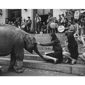 A woman pets a baby elephant during the Mayor of Huntington Avenue competition