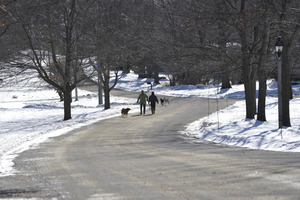 Two people walking their dogs along South Main Street, New Salem Common