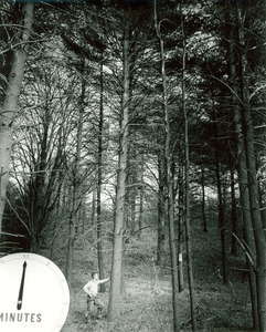Forestry and Wildlife Management - Pruning trees