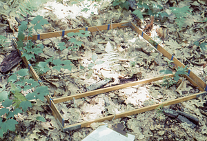 Sampling frame in Red Oak (Quercus rubra) National Science Foundation - Undergraduate Research Participation study in the Hopkins Forest.