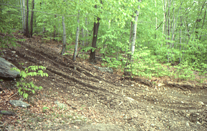 All-terrain vehicle ruts in Humes land east of Black Lot.