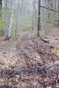 Rutted Upper Loop Trail.