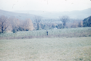 Hybrid Poplar Plantation GP-07-50 in Fall 1951
