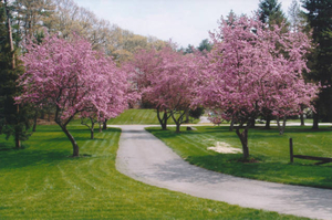 Flowering crab apple trees