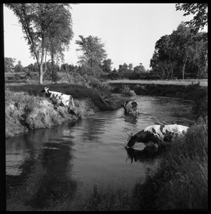 Cows crossing a stream, Wentworth Farm