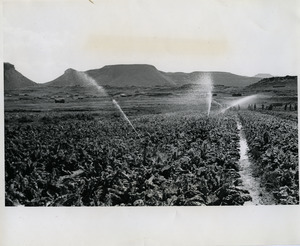 A vegetable garden near Mohales Hoek, Lesotho, being irrigated by the overhead system, with equipment provided by UNICEF