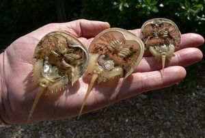 Limulus (horseshoe crab) carapaces, ventral side, Wellfleet Bay Wildlife Sanctuary