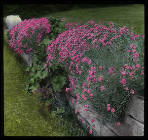 Dianthus on stone wall