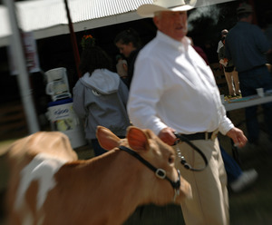 Franklin County Fair: Calf being judged