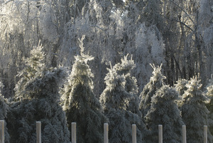 Line of ice-covered evergreens