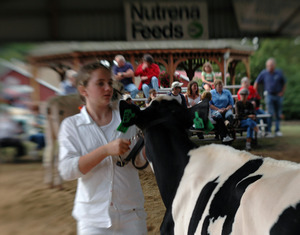 Franklin County Fair: Cow being shown