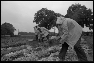 Lettuce pickers in the fields, probably western Massachusetts