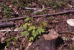 NSF-URP Coppice Woodlot Study. Red maple rootsprouts.