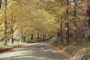 Sugar maple hedgerow on Northwest Hill Road in golden autumnal foliage 1.
