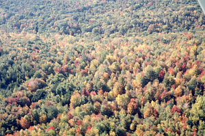 Aerial oblique view toward Birch Brook over old pasture on 14 October 1971.