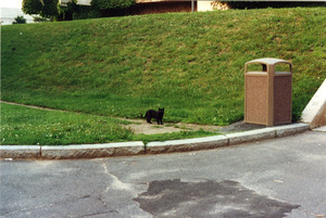 Blackie below the ridge at Whitmore Administration Building